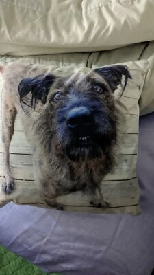 Perro Terrier Airedale Estrellas Browniedog Almohada Sofá Cojín Cachorro Lindo Adorable Foto 1 de 4