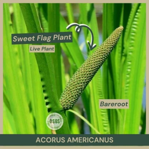 Bareroot | Acorus americanus | Sweet Flag Plant | Live Plant | Medicinal Uses - Picture 1 of 8