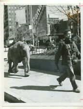 1980 Ethel Is An Elephant -Todd Sulsman  TV Press Photo MBX94