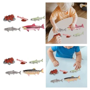 Life Cycle of Salmon Toys Animal Life Growth Cycle Figure for Daycare Party - Picture 1 of 15