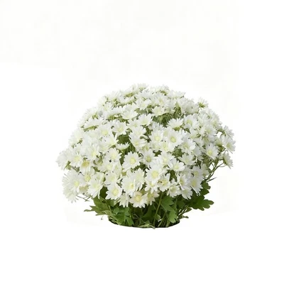 20-25 Paquetes Mamás Artificiales - Flores Artificiales al Atardecer Exterior, Luce Mamá Real Foto 1 de 4