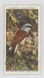 1932 Player's Wild Birds Tobacco Red-Backed Shrike and Young #34 0f3j