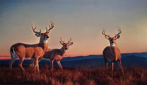 Nancy Glazier Signed Numbered Lithograph "Sundown" COA - Picture 1 of 5