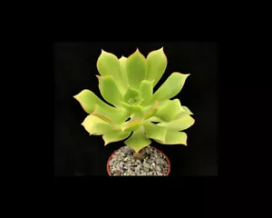 Aeonium lancerrotense | Species | Surreal Succulents - Picture 1 of 3