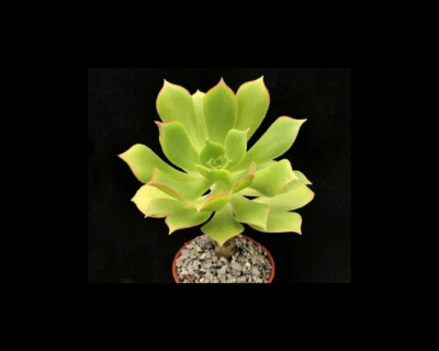 Aeonium lancerrotense | Species | Surreal Succulents - Image 1 of 3