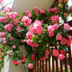 Climbing Rose Seeds for Planting Outdoors Ornamental Vine Seeds Amazing Climbing - Picture 1 of 7