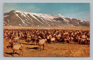 Postkarte Wilde Elchherde Jackson Hole Wyoming - Bild 1 von 2