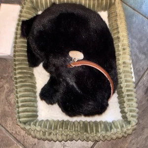 Perfect Petzzz Black Lab - #XP91-22 Prev Owned Carrier Open Box New Bat - Bild 1 von 4
