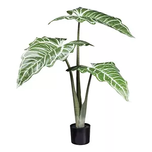 Colocasia White lava 3Bl., ca 130cm grünweiß,im schwarzen Kunststofftopf 16,5x14 - Bild 1 von 1