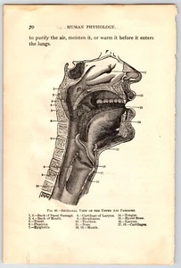 Respiratory Organs Ephemera Human Anatomy Scientific Illustration Junk Journal - Picture 1 of 2