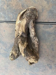 Natural Driftwood for Plants Terrarium Taxidermy Art Projects - Picture 1 of 4