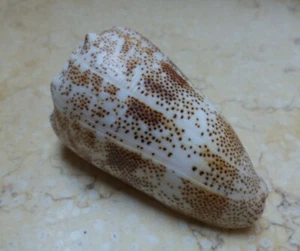 Conus Arenatus wow Pattern red sea shell Coloration Aequipunctata 74mm - Picture 1 of 12