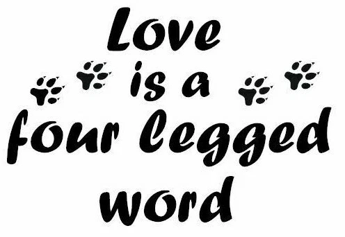 Calcomanía de vinilo pegatina parachoques ventana coche camión - Hinchado mascota gato amor 4 palabras Foto 1 de 1