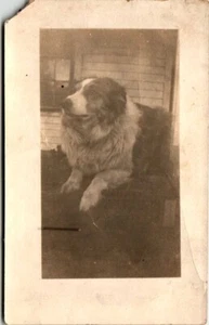 RPPC Postcard Dog Collie Shepherd Mix? - Picture 1 of 2