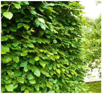 5 Green Beech Hedging Plants 3-4ft Fagus Sylvatica Trees,Copper Winter Leaves - Image 1 of 4