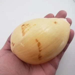 115mm 4-1/2" Banded Melo Seashell Sea Shell - Picture 1 of 7