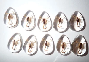 Cabochon Golden Scorpion Pear Shape (cut top) 25x17 mm Clear 12 pieces Lot - Picture 1 of 18