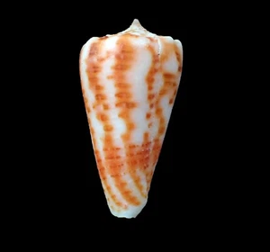 Seashells- Conus alexandrei 38mm- RARE SPECIMEN FROM BALUT!!! - Picture 1 of 4