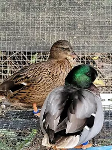 EXACT 8 Blue Fawn / Pastel / Grey Call Duck hatching eggs, NPIP & AI Clean - Picture 1 of 12