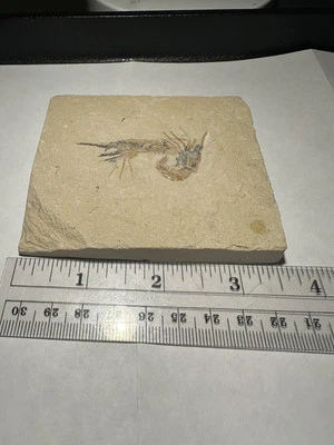 BEAUTIFUL DETAILED LEBANON CRETACEOUS FOSSIL SHRIMP (2) DINOSAUR AGE 3.5" x 3" - Image 1 of 3