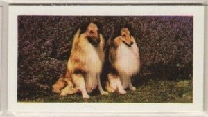 Hornimans Tea Dog Cards 1961. Shetland Sheepdog