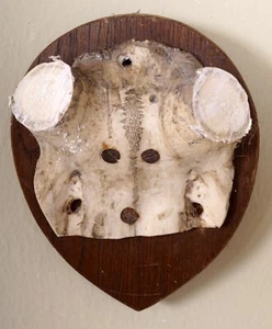 Schöner Hirschschädel für Abwurfstangen auf Trophäenbrett - Bild 1 von 3