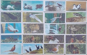 VTG 1954 BROOKE BOND BRITISH BIRDS FRANCES PITT SERIES FULL SET OF 20 TEA CARDS - Picture 1 of 2