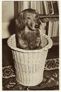 PORTRÄT EINES ENTZÜCKENDEN DACKELS, DER AUS EINEM ABFALLKORB knallt - Bild 1 von 2