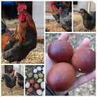 Black+Copper+Marans+Chicken+Fertile+Hatching+Eggs+10%2B