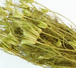 Nigella Orientalis Gr 100 Essiccata Naturale Composizione Floreale - Imagen 1 de 1