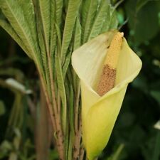 1  AMORPHOPHALLUS NEPALENSIS   SEE PICTURES. EXOTIC TROPICAL UNUSUAL
