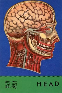 La Cabeza Humana•Cerebro•Ojo•Cuello•El Cuerpo Humano Ilustrado•4x6 POSTAL - Imagen 1 de 1