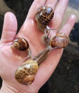 Live Land Or Garden Snail - Medium, Large, Extra Large, Jumbo, or Super Jumbo