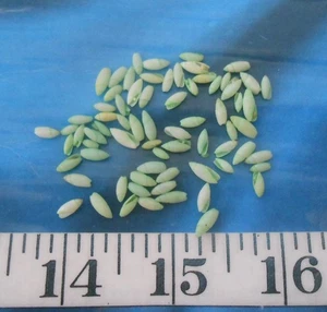 ~ Rice Shells ~ Vintage ~  66+ ~ Pale Green Mix ~Shellcraft~ Sailors Valentines~ - Picture 1 of 4