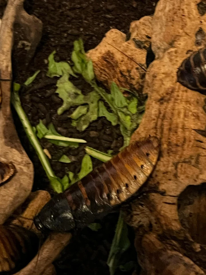 Gromphadorhina portentosa - Insetto - Immagine 1 di 1