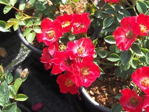 Bodendeckerrose Kleinstrauchrose Rosa 'Bassino'® wurzelecht im 1 Liter Container - Bild 1 von 2