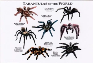 Tarántulas del Mundo - Imagen 1 de 2