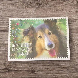 Birthday Card - Dog - Him Her Cute Friend Woman Man Boy Girl Collie - Picture 1 of 3