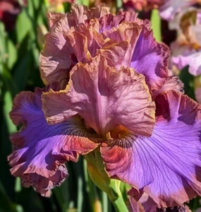 'Molokini' TB Iris Rizoma PREVENDITA per spedizione luglio, agosto e 25 settembre - Foto 1 di 6