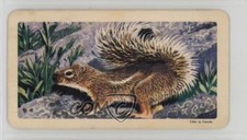 1964 Brooke Bond Red Rose African Animals Tea Canadian Black Backs #11 0j8f