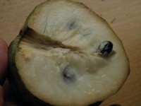 10 fresh seeds of Custard Apple - Cherimoya (Annona Cherimola) Rare Exotic Fruit