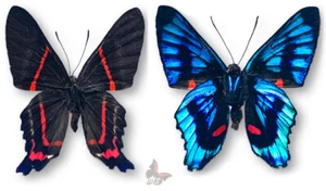 Ancylurius meliboeus, UNMONTIERTER Schmetterling - Bild 1 von 1