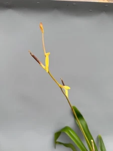 Paphiopedilum lowii semi alba No. 5 ! SONDERPREIS ! - Imagen 1 de 11