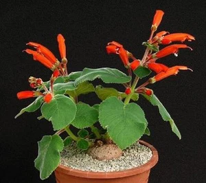 Sinningia cardinalis, exotic rare caudex pachycaul bulb gesneria seed 100 SEEDS - Picture 1 of 3