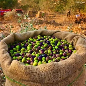 100% original olive oil palestine & guaranteed High quality Fresh 11/ 2024 2 L - Picture 1 of 8