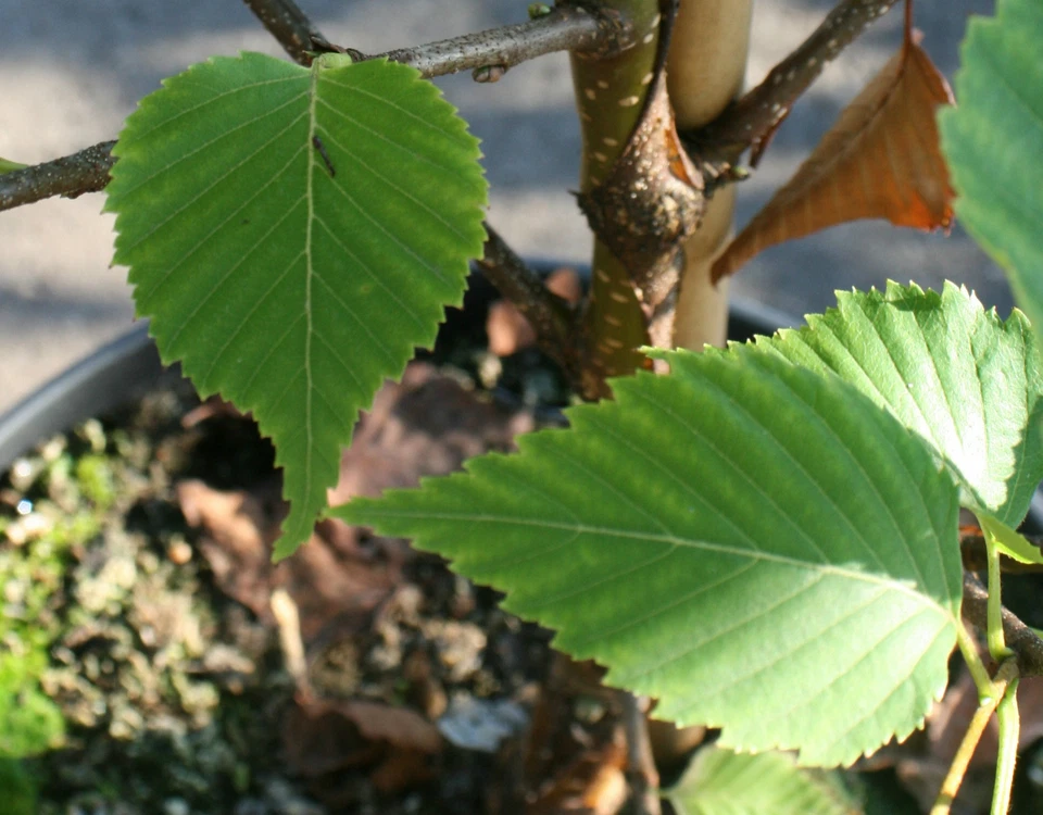 Goldbirke Betula ermanii Ermannsbirke  Birke  Gold-Birke 125 - 150 cm - Bild 1 von 1