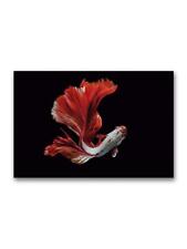 Red Betta Fish Swimming Poster -Image by Shutterstock