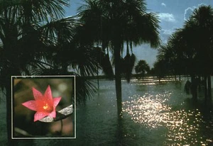Postal Roraima Turistico Lavrados De Roraima Flor Tipica Monte Roraima Brasil - Imagen 1 de 2