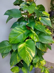 Golden Pothos/Devil 's x 2 Cuttings (At least 3 nods 3 leaves on each cutting) - Picture 1 of 9