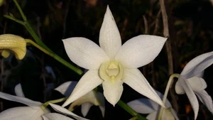 RFO Dendrobium White Grace 'Sato' - Picture 1 of 2